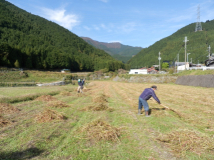 2012年 蕎麦の脱穀作業 - 広い田んぼ