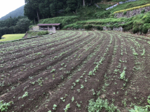 2018年 蕎麦の生育状況 - 孝博さんの田圃