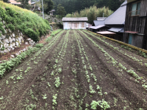 2018年 蕎麦の生育状況 - 孝博さんの田圃