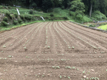 2018年 蕎麦の生育状況 - 管理人の田圃