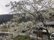 2019年 棚田オーナー対面式 - 桜