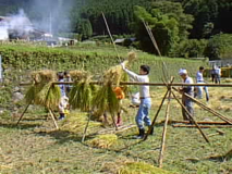 1997 棚田オーナー稲刈り