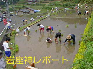 田植え