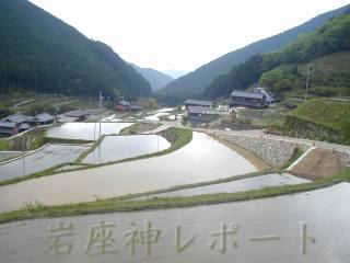 田植え直後