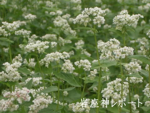 蕎麦の花