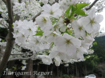 桜 - 2008年春