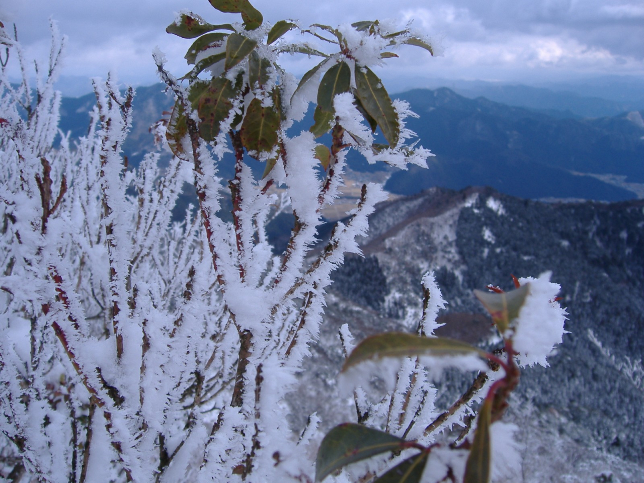 絵日記 2006-01-25 千ヶ峰 - 山頂の木の枝