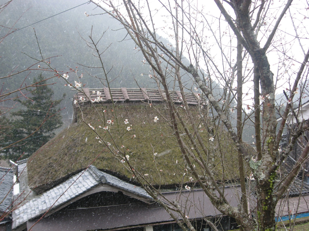 2012年4月7日 雪と梅