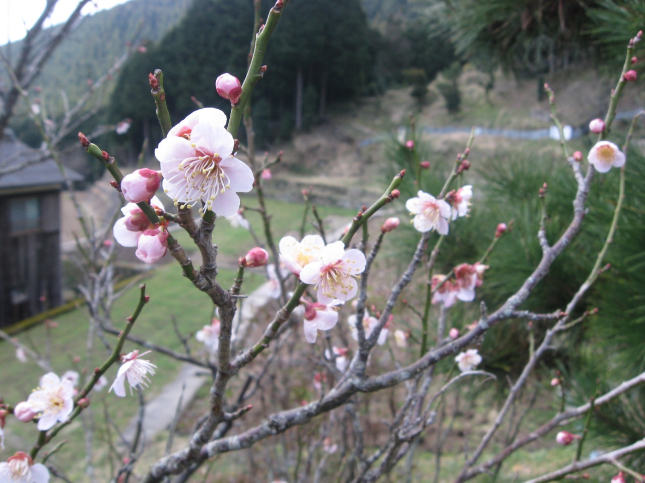 2012年4月7日 紅梅