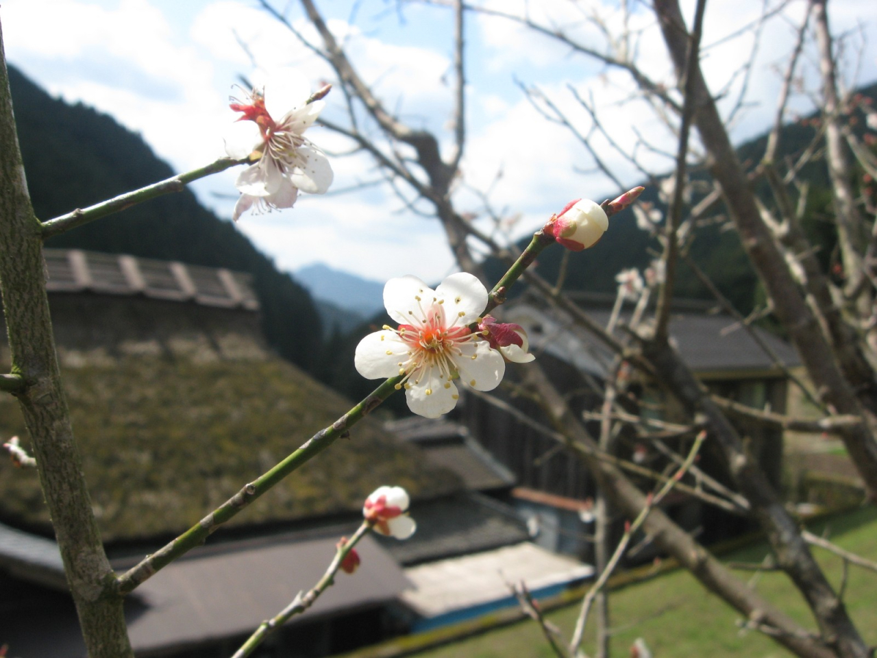 2012年4月7日 白梅