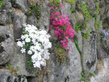 2012年 岩座神のゴールデン・ウィーク - 石垣の芝桜