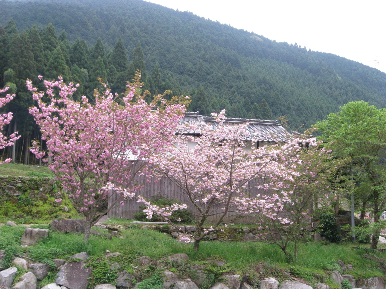 2012年 岩座神のゴールデン・ウィーク - 八重桜