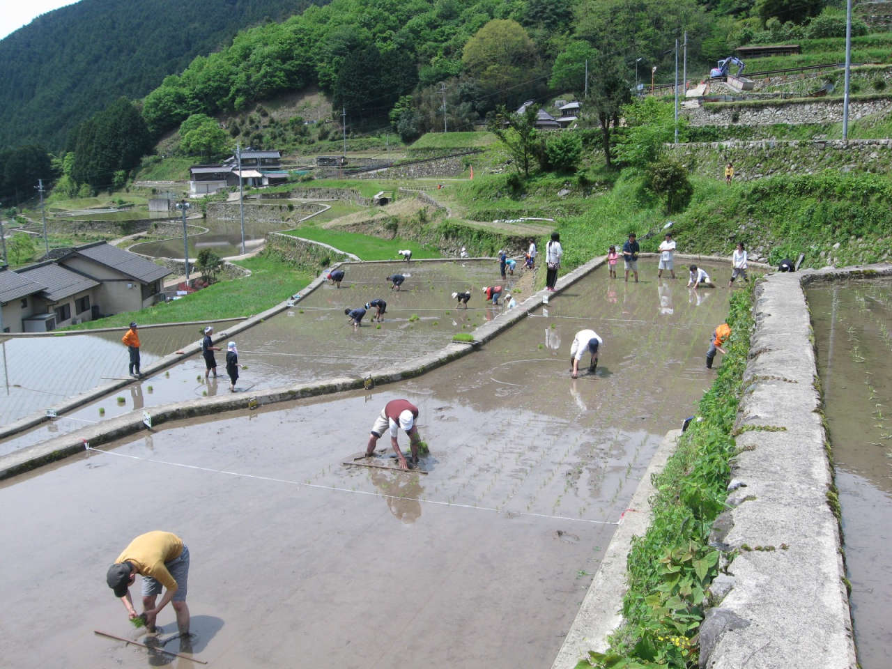 2012年 田植え祭 - 田植え