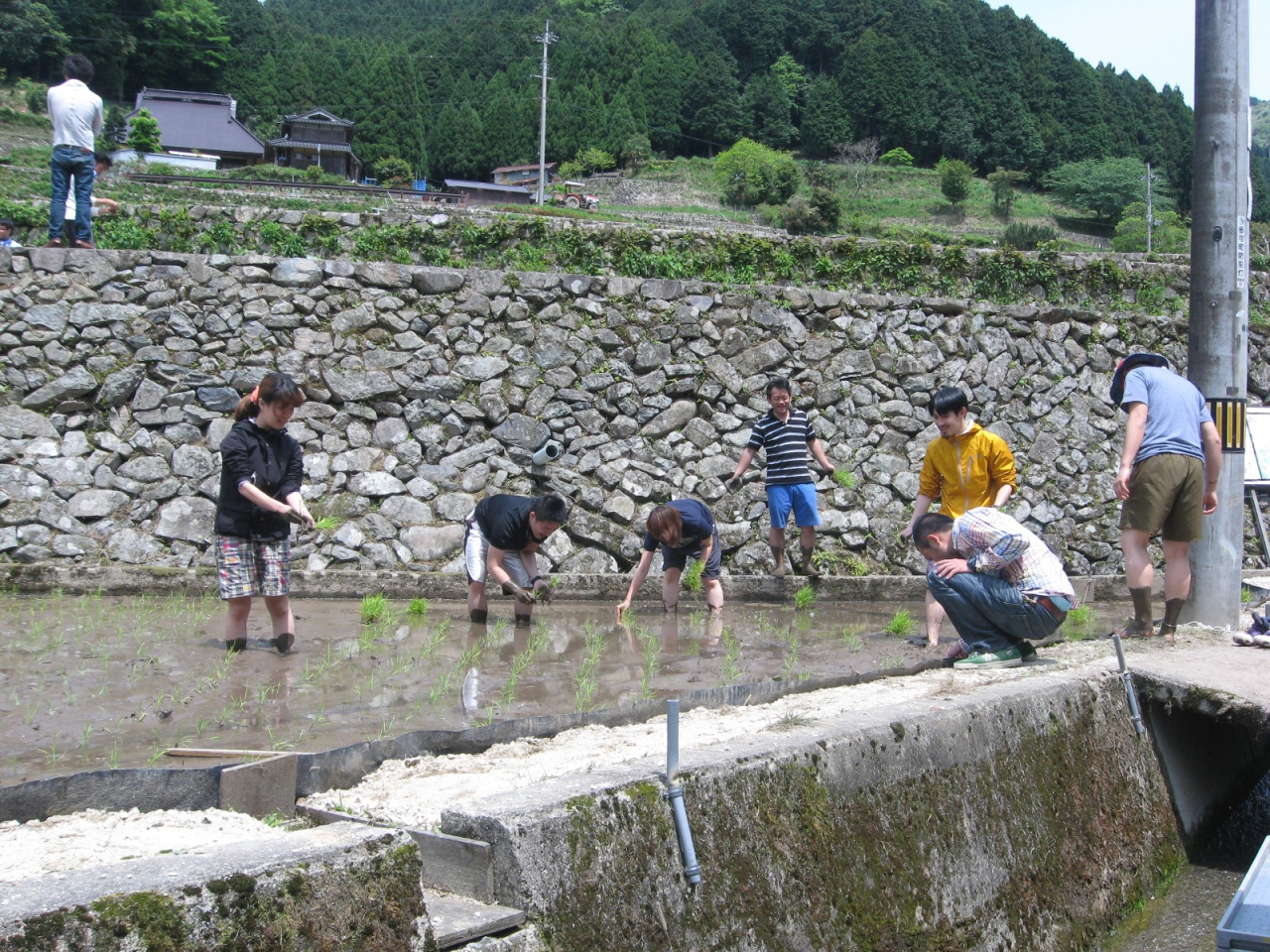 2012年 田植え祭 - 田植え