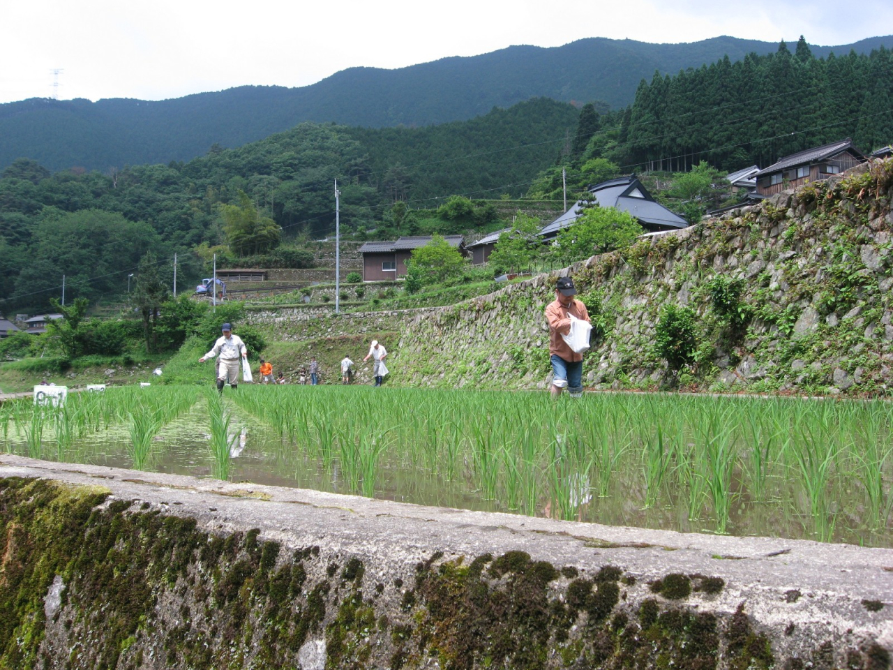 2012年 棚田オーナー 施肥・草刈 - 施肥