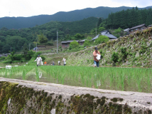 2012年 棚田オーナー 施肥・草刈 - 施肥