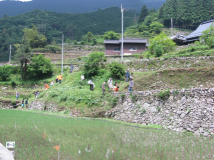 2012年 棚田オーナー 施肥・草刈 - 草刈（遠景）