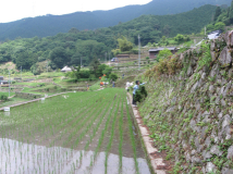 2012年 棚田オーナー 施肥・草刈 - 石垣の草刈