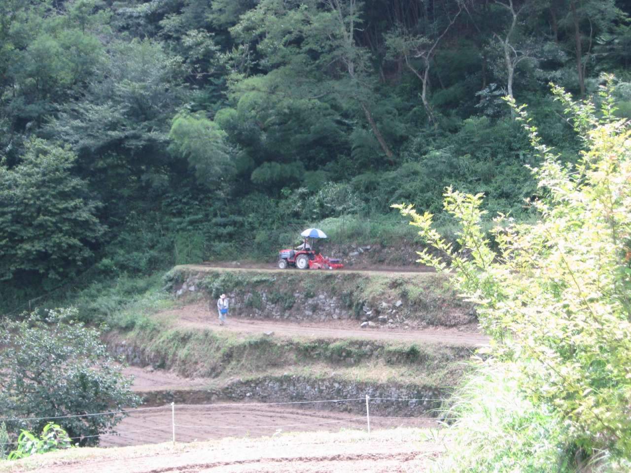 2012年 蕎麦種蒔き - パラソル