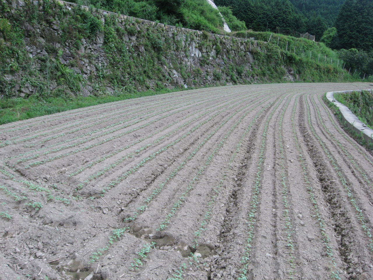 2012年 蕎麦の生育 - ガルテンの田んぼ