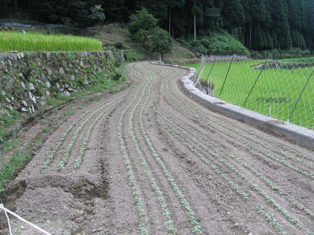 2012年 蕎麦の生育 - 向かい田