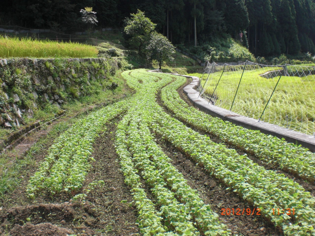 2012年 蕎麦の生育 - 向かい田の蕎麦