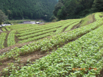 2012年 蕎麦の生育 - トラクターで種を播いた田圃