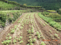 2012年 蕎麦の生育 - 手押し種蒔き機で種を播いた田圃