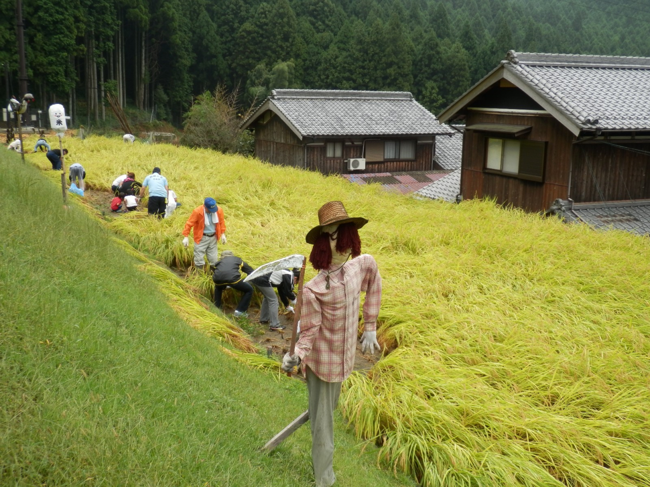 2012年 棚田オーナー稲刈り - D区画の稲刈り