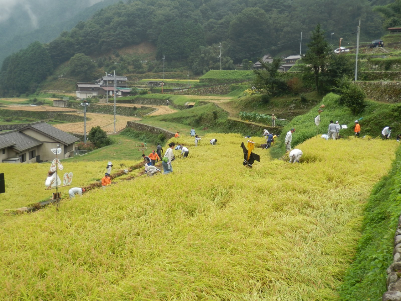 2012年 棚田オーナー稲刈り - B区画とC区画