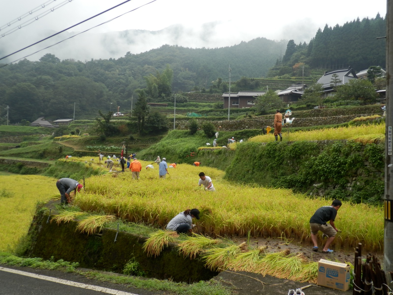 2012年 棚田オーナー稲刈り - Ｂ区画とC区画