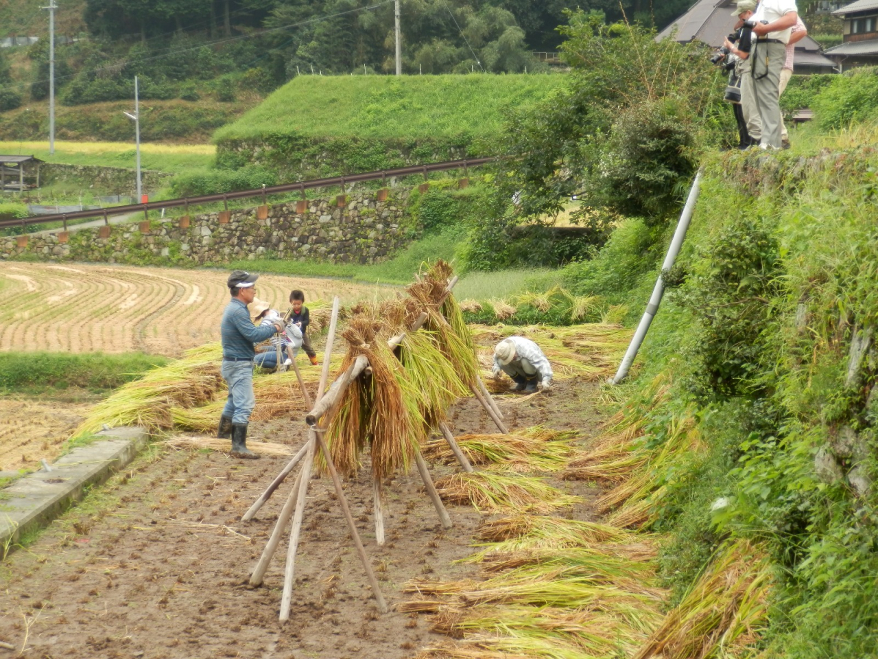 2012年 棚田オーナー稲刈り - 稲木