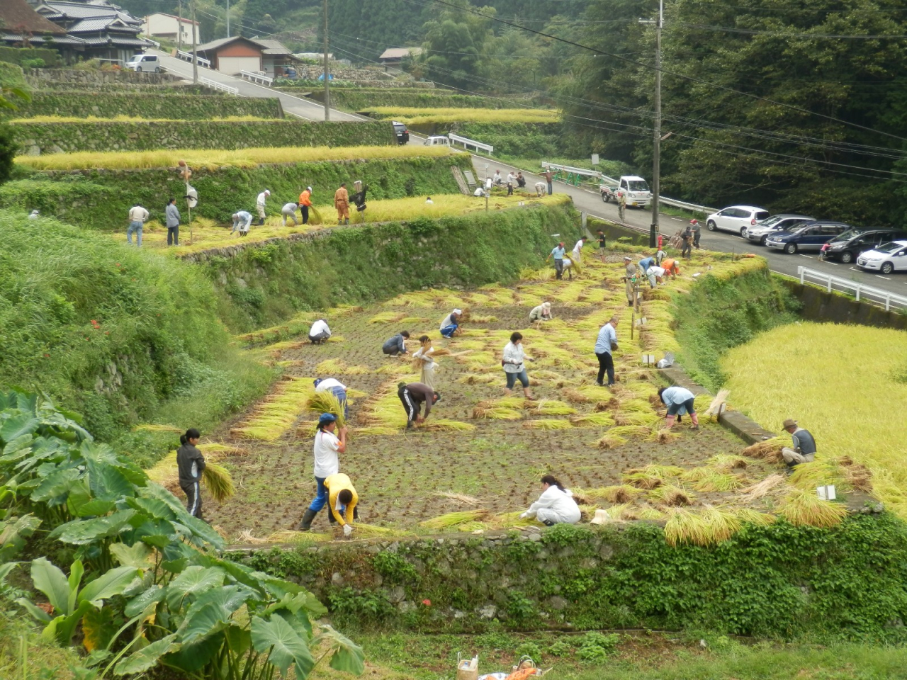 2012年 棚田オーナー稲刈り - 一時間経過