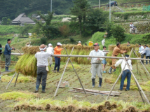 2012年 棚田オーナー稲刈り - 稲木に稲をかける