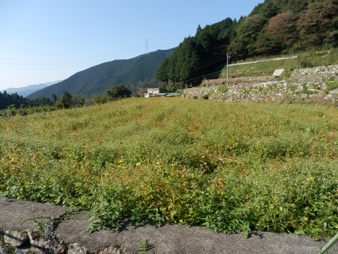 2012年 蕎麦刈取り - 休耕田の蕎麦