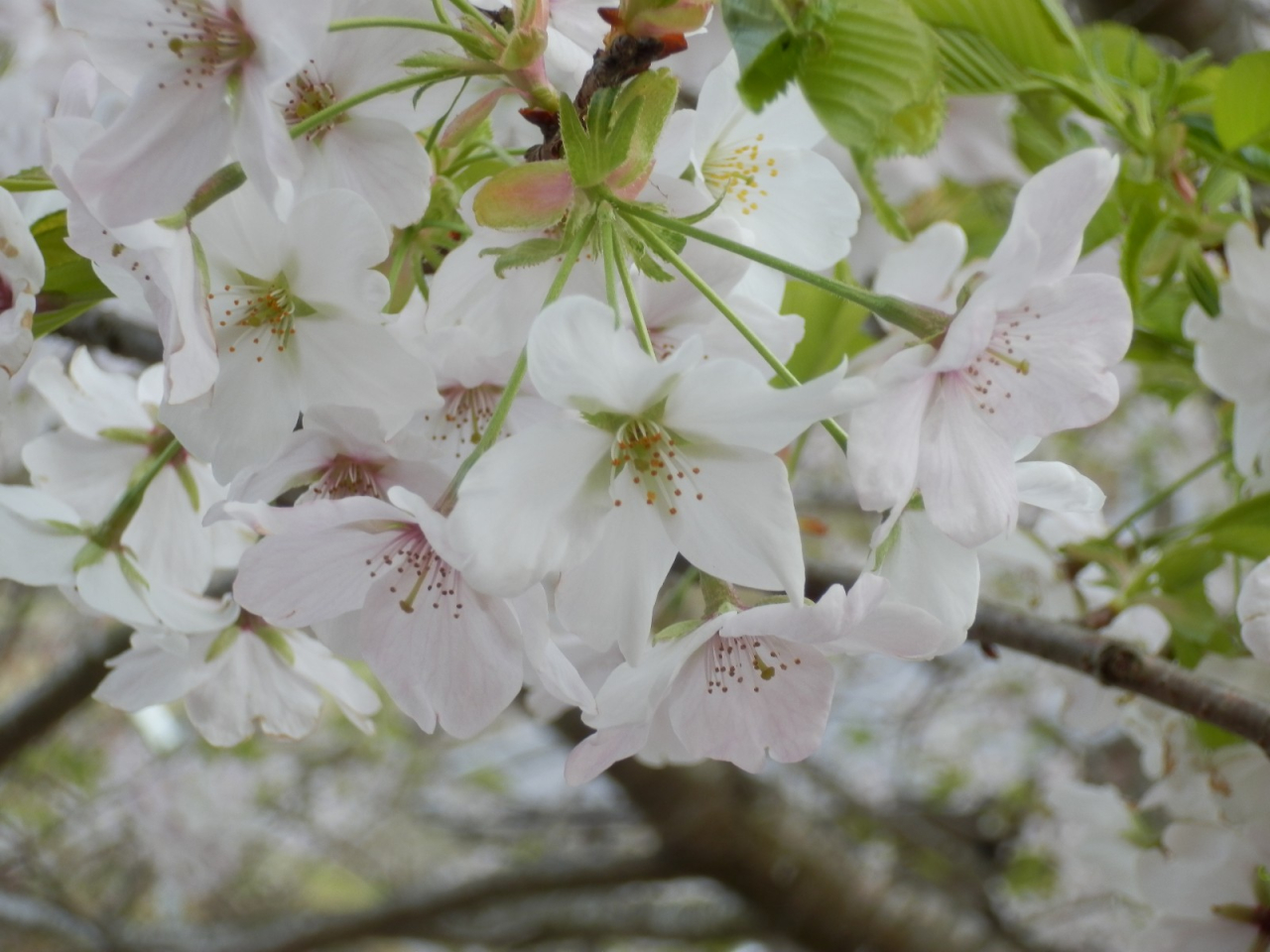 2013年 棚田オーナー 対面式 - 桜の花