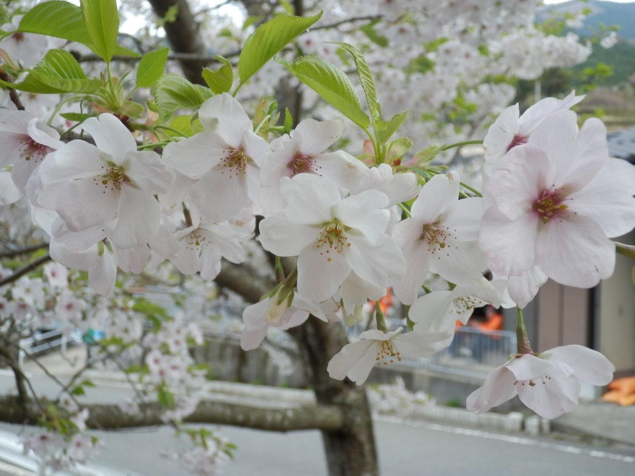 2013年 棚田オーナー 対面式 - 桜の花 2