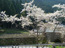 2013年 棚田オーナー 対面式 - 桜