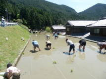 2013年 田植え祭 - C区画