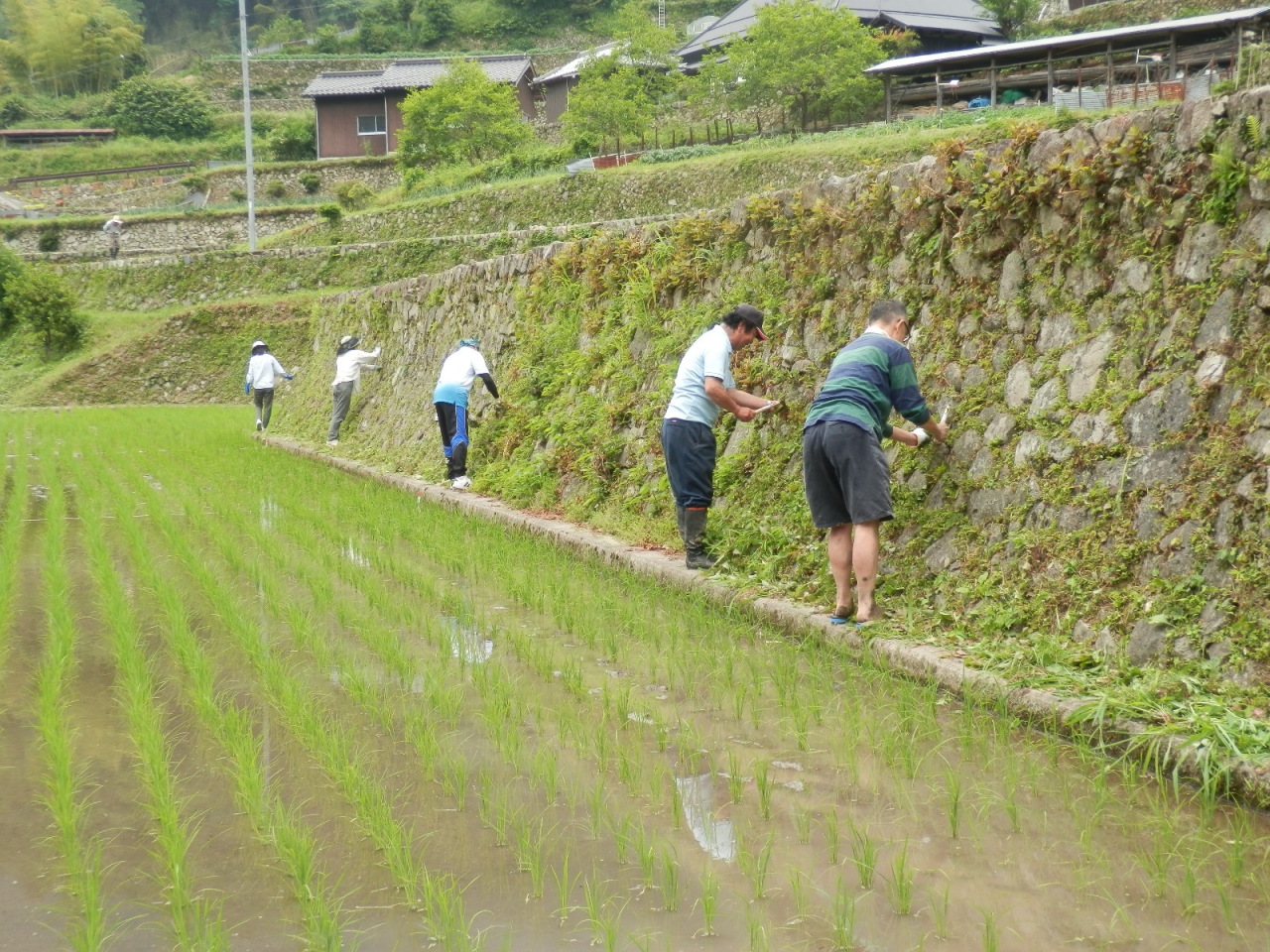 2013年 棚田オーナー 施肥・草刈 - 地味な作業です