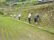 2013年 棚田オーナー 施肥・草刈 - 地味な作業です