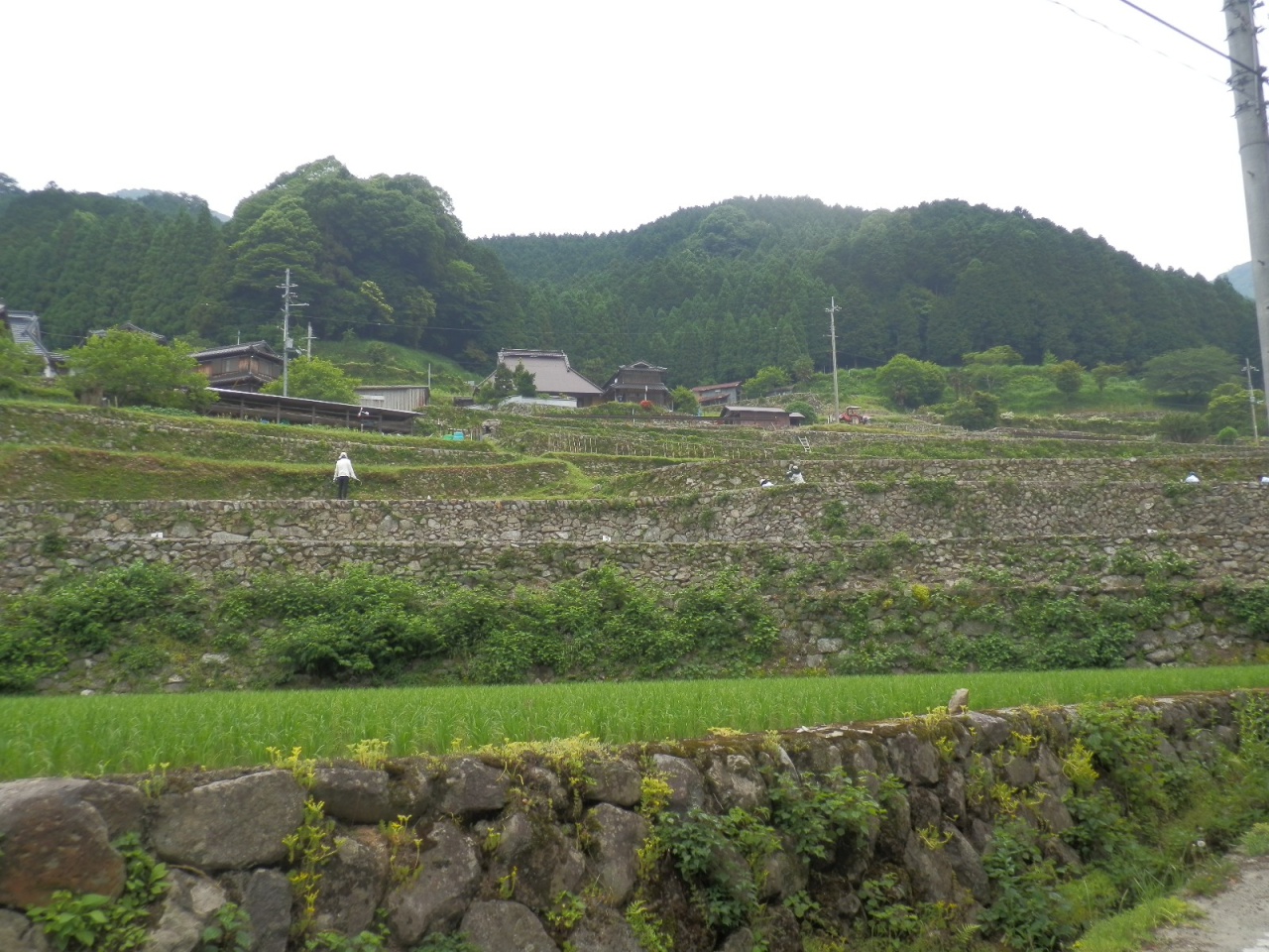 2013年 棚田オーナー 施肥・草刈 - オーナー田遠景