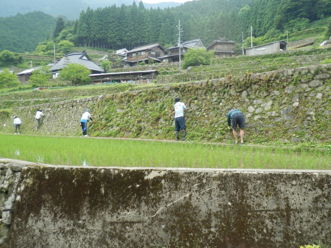 2013年 棚田オーナー 施肥・草刈 - 石垣の草刈