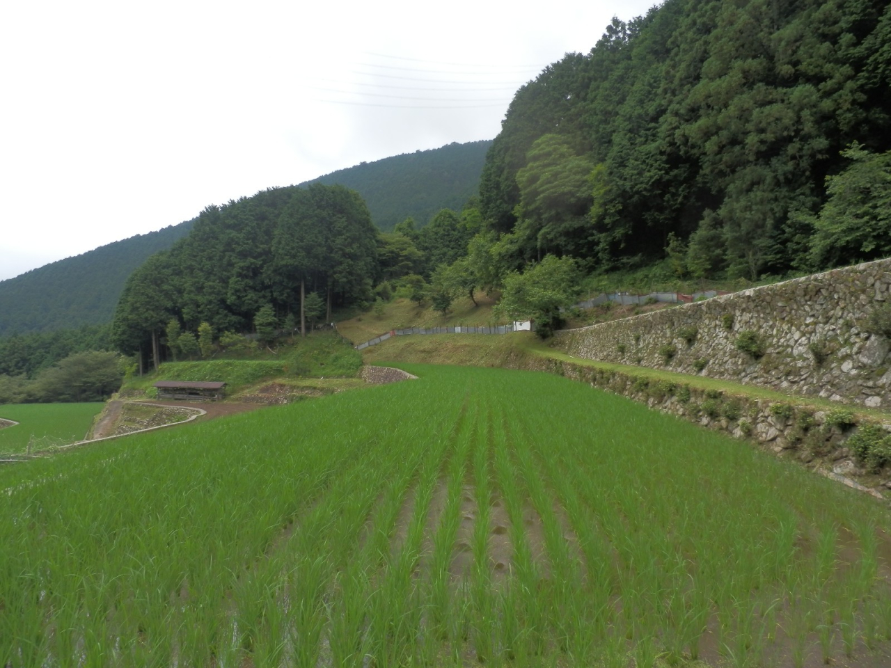 2013年6月 家の前の田んぼ