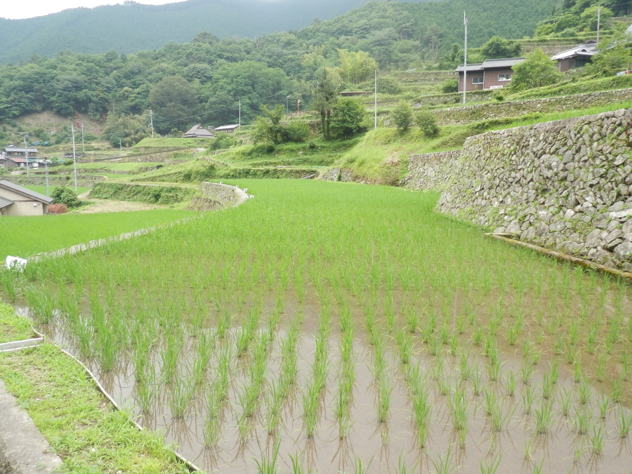 2013年6月 棚田オーナー田 A区画の田んぼ