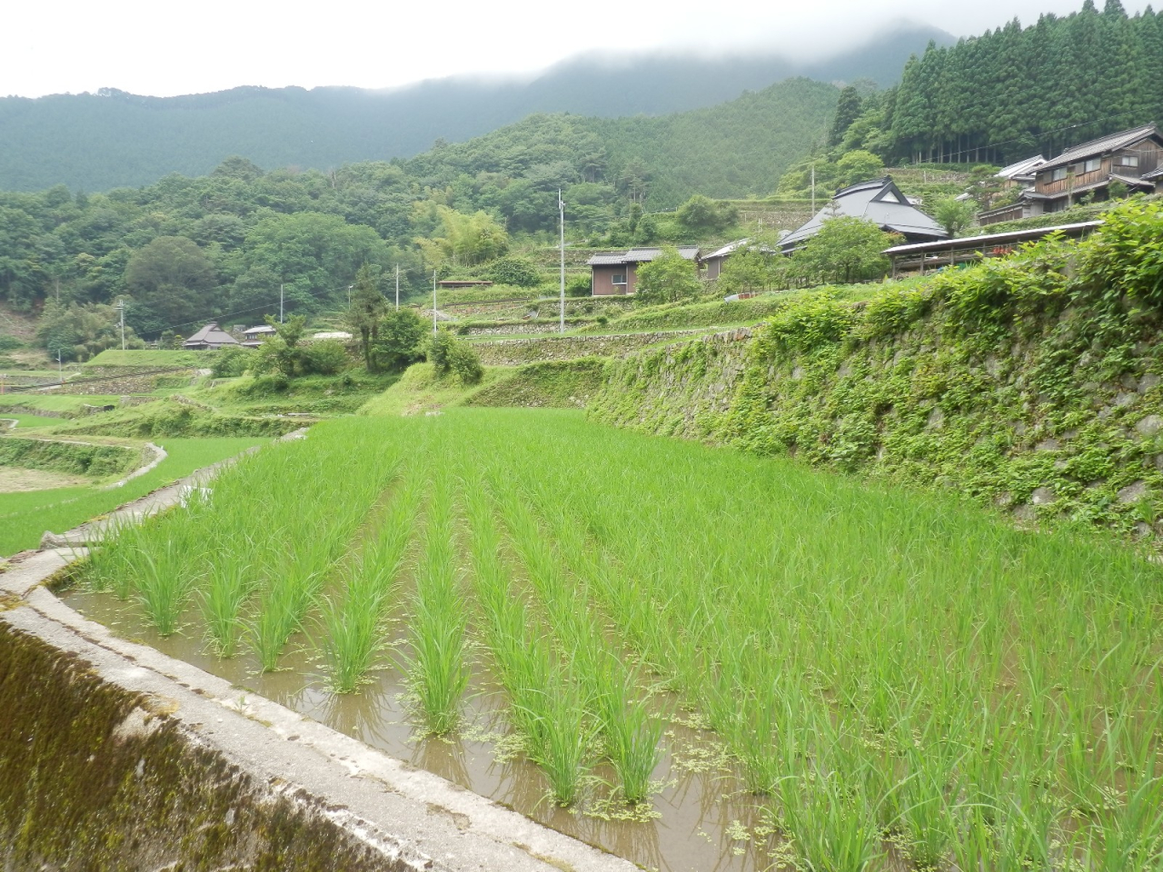 2013年6月 棚田オーナー田 B区画の田んぼ