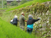 2013年 岩座神自然学校・案山子祭 - 田圃の作業