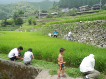 2013年 岩座神自然学校・案山子祭 - 草刈・草引き