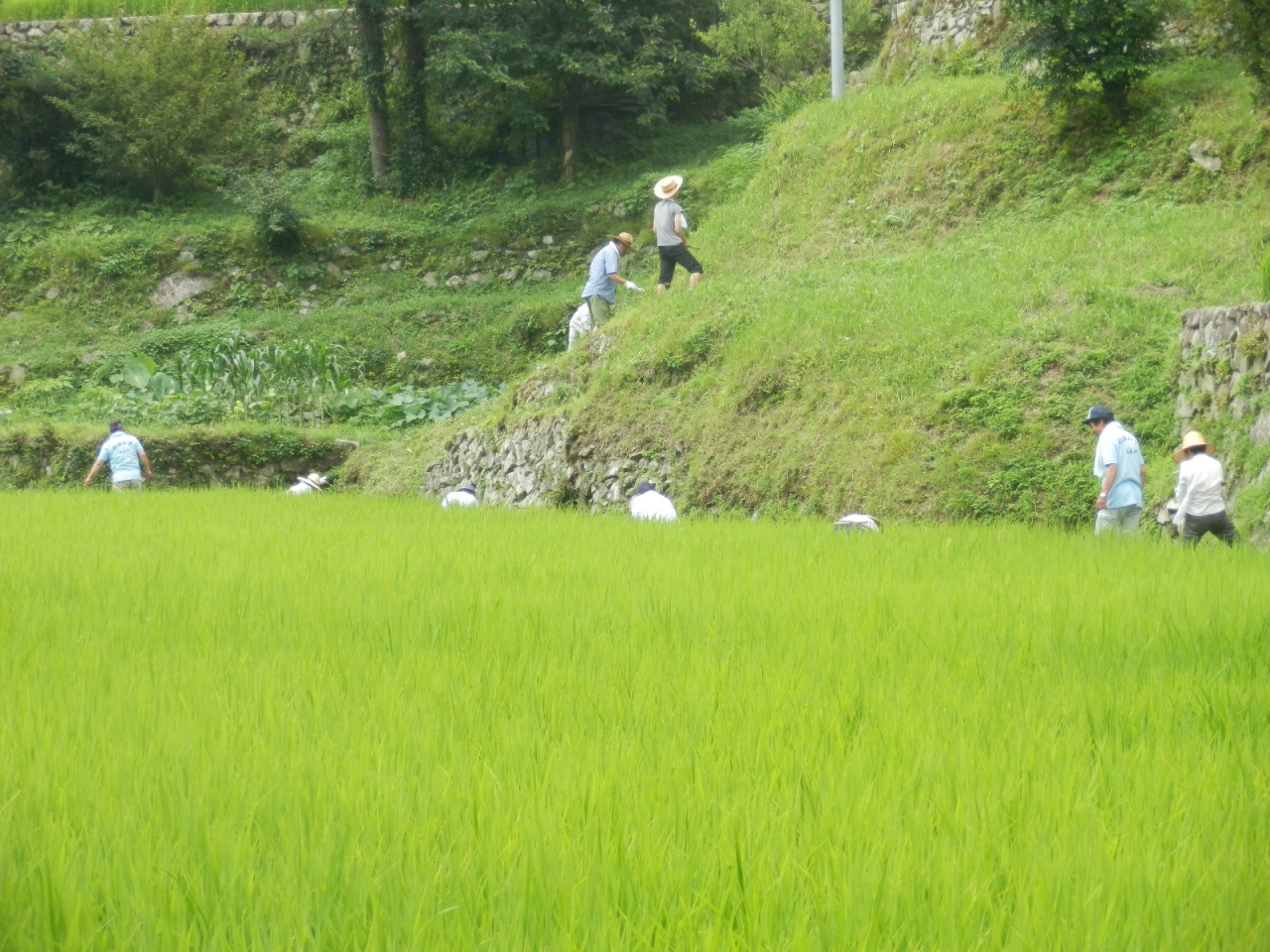 2013年 岩座神自然学校・案山子祭 - 草刈