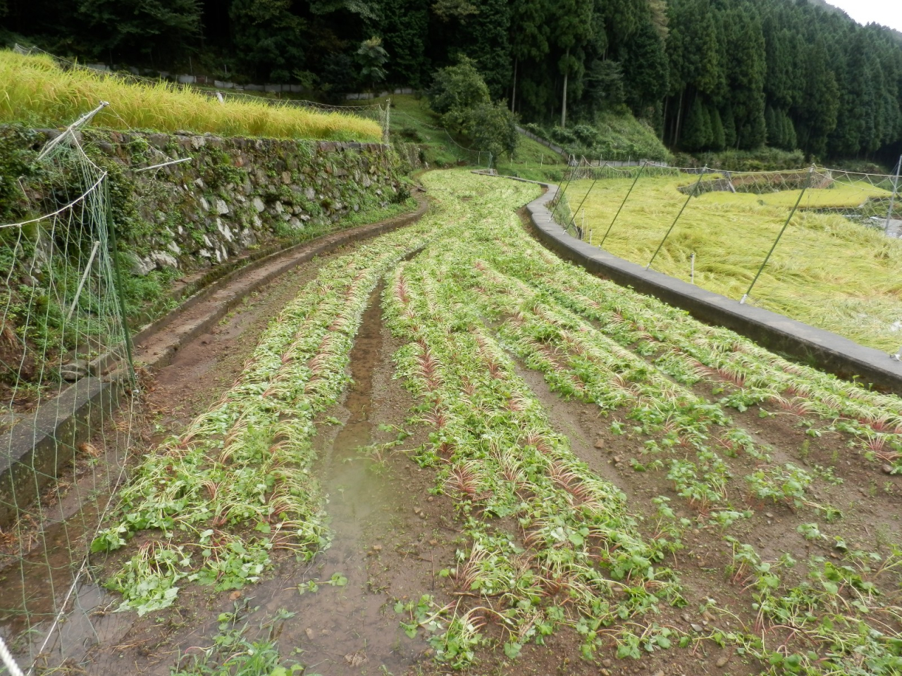 2013年9月2日 集中豪雨 - 水びたしの蕎麦畑（転作田）